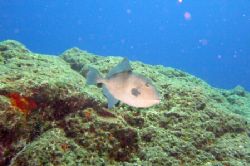 Grey triggerfish - Azores by David Abecasis 